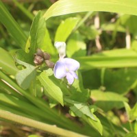 Psophocarpus scandens (Endl.) Verdc.